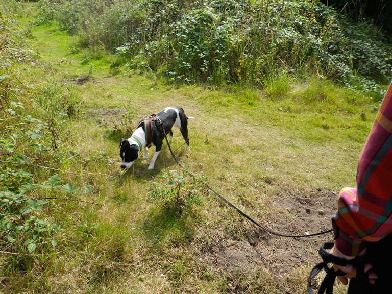 how-much-exercise-does-my-dog-need-laid-back-dogs